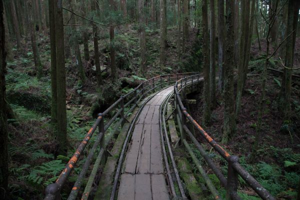 特富野古道、鹿林神木、塔塔加雲海154445