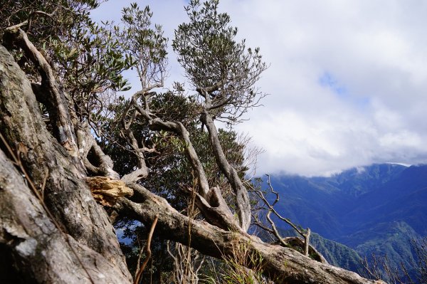 新竹關西鎮 水田林道之貴妃&那結山連走1539723