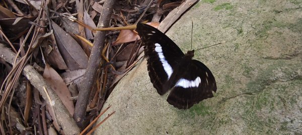 2025/10/19_大北坑休閒農區+福人登山步道2920838
