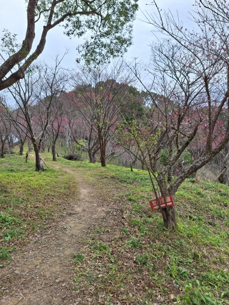 樟之細路RSA45(協雲宮至沖庫山來回)+和興山202501312702841