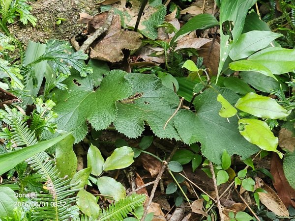 新店小百岳獅頭山+古蹟遺址O走3071943