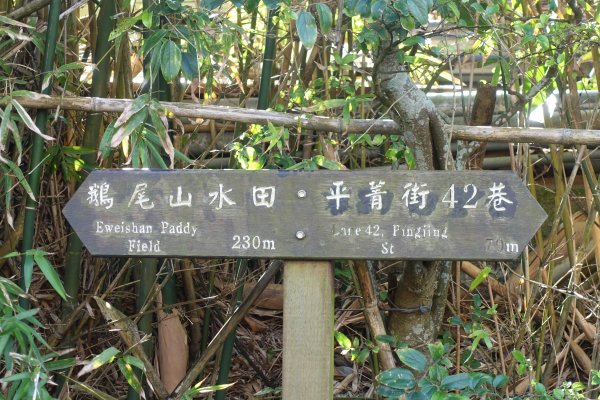 鵝尾山梯田3086939