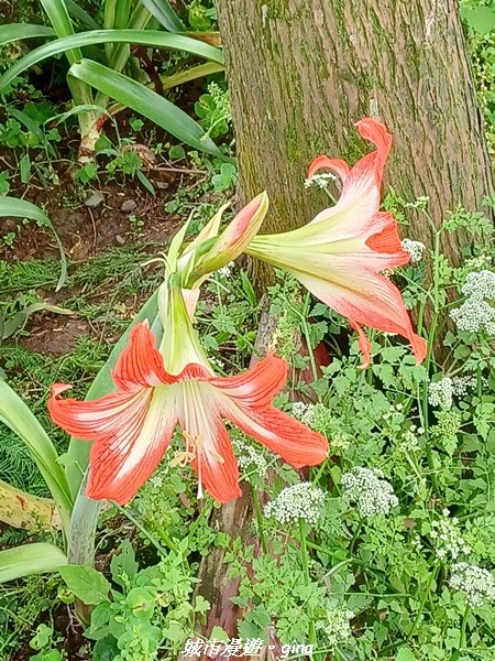 【新北石門】全台唯一火山岩石砌梯田。 嵩山百年梯田阡陌步道2823951