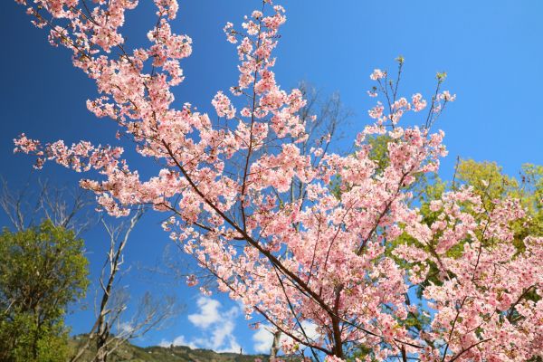 拉拉山的櫻花286530