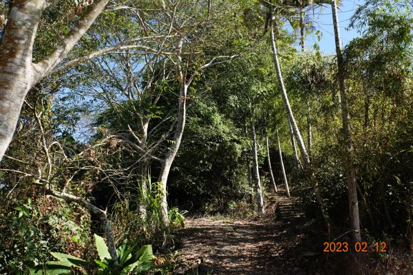 嘉義 竹崎 大坑山2032213