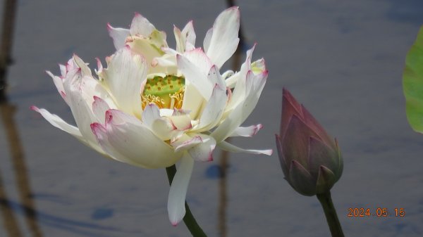 雲山水花鳥蝶-天龍國阿伯的日常5/152503286