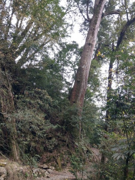 大雪山小神木步道+環站步道914522