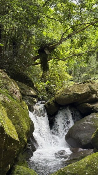 戲水（鴛鴦2786701