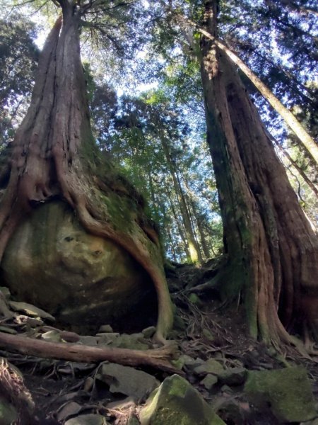 20231025⛰️二萬坪山 🌲黑森林🌲樹抱石 奮起湖老老街2326733