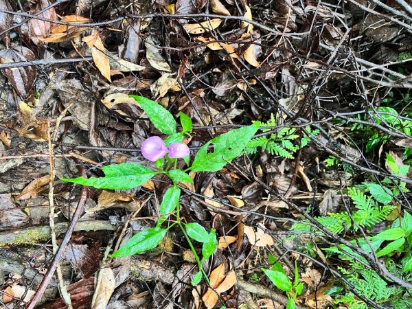 20251013_都蘭山（台東小百岳）2941341