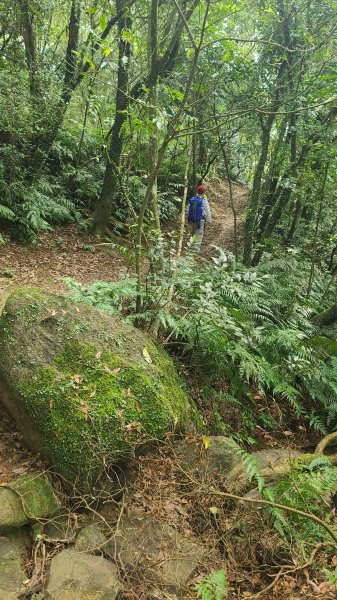 2025-01232淡蘭古道北二段(燦光寮古道到澳底)2696652