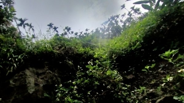 阿拔泉山/觀音石山/紅楠坑山/龜山/大巃頂西北峰/大巃頂/竹松梅步道/獨立山 環狀1718305