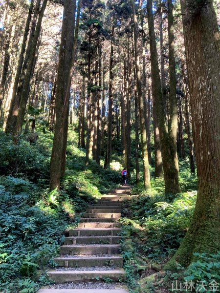 2023-12-10 嘉義 大凍山步道2374178