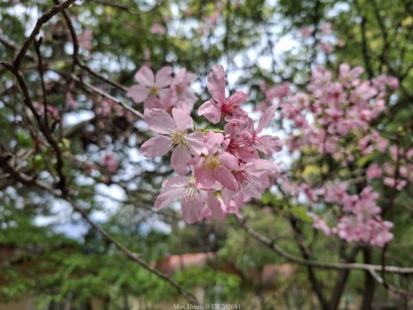 《南投》松濤徐徐｜惠蓀林場關刀山林道上巨松台環山嵐小徑202603213021357