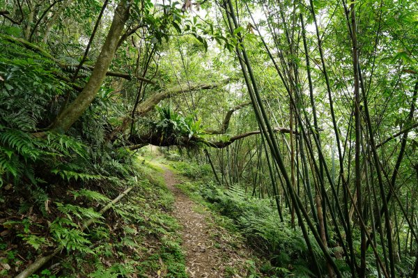臺北 文山 指南山、猴山岳、魚衡山、大前坑山、猴山坑山、祥光寺後山、金頭山2775015