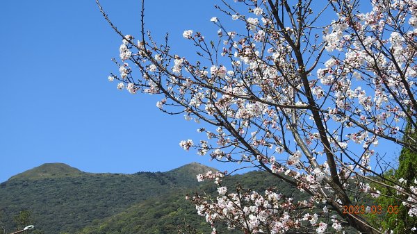 雲山水花鳥蝶 - 天龍國阿伯的日常 3/52053144