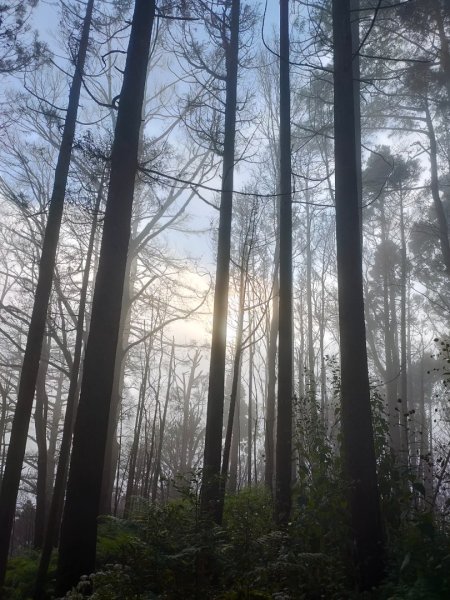 觀霧雲海山林之美2923634