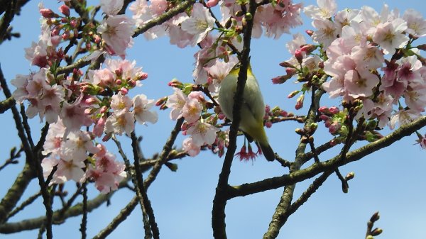 #綠繡眼 訪花 #吉野櫻 #天元宮 #楓樹湖 03162736677