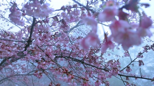 阿里山賓館 館前三月櫻花盛開890323
