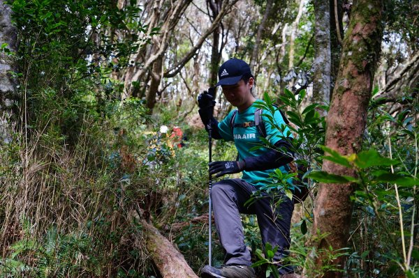 新竹關西鎮 水田林道之貴妃&那結山連走1539709