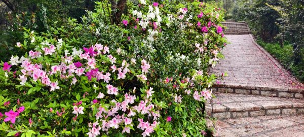 #中山樓 #陽明公園 #十八份 #吉野櫻 #墨染櫻（花葉同開） #山海觀馬場 #黃花風鈴木3011421