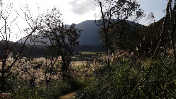 劍竹林步道-竹子湖頂湖環狀步道730966