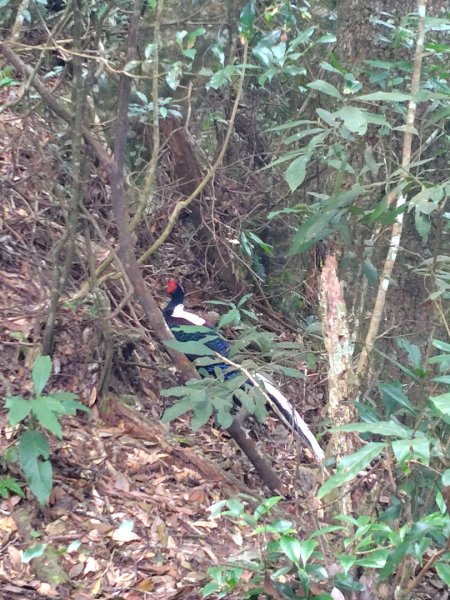 長壽山、肥崠山、醜崠山、大崠山、大崠山經建版2931952