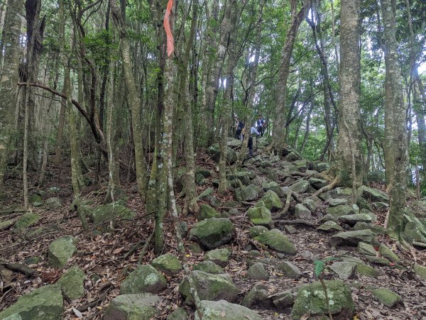 谷關七雄：屋我尾山（大雪山林道來回）1773191