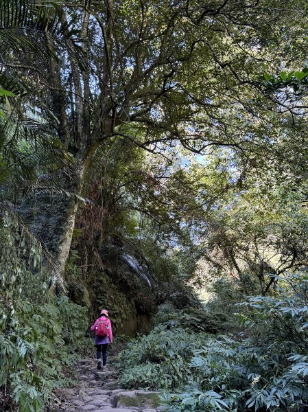 鳴鳳山-錫隘古道大O繞-202601252991403