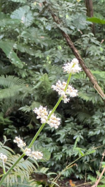 大艽芎古道縱走 新/溪州山(小百岳#23) 出溪州公園2893956