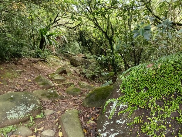 雙溪區三叉港+遠景古道+楊廷理古道+雞母嶺街O型2758629