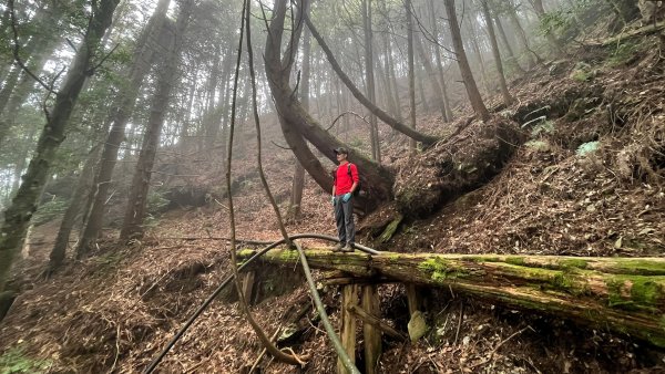 尋幽訪古遊走千年巨木和幻霧美森的樂山林道2882360