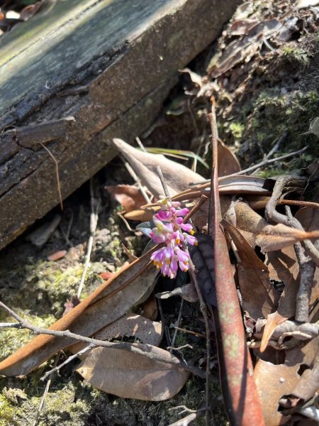 2025/3/22白毛山2823687