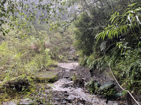 [玉山尋寶任務-01/12] 2025_0726 庫哈諾辛山登山步道2847379