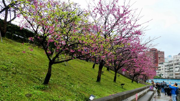 《青玉案・樂活櫻雲照水》2709178