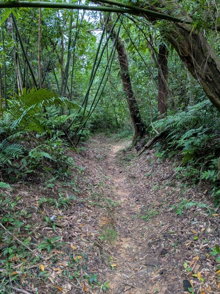 2025-05-17 三進三出九五峰 (象山、中華科大、麗山橋)2796912