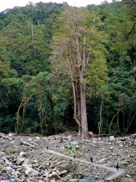 司馬庫斯神木群步道及櫻花季-(新竹)臺灣百大必訪步道3007797