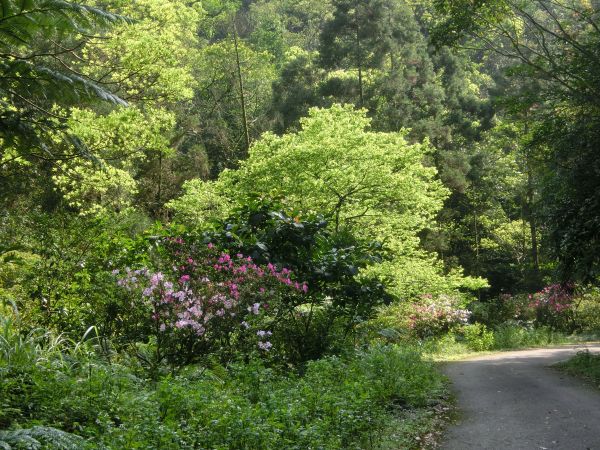 平湖森林步道．內平林山109276