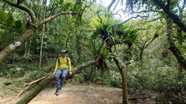 清幽的古道與舊日採礦遺址巡禮瑞芳蛇形子古道登烏塗窟山與獅子嘴奇岩O形2756647