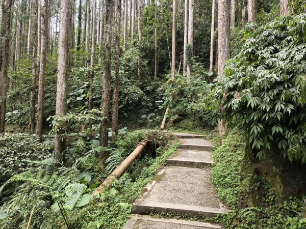 [百山百鳥尋旅-05/15] 2025_0830 溪頭賞鳥步道_觀景步道2875605