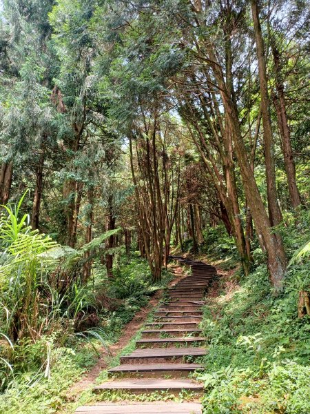 【桃園復興】台灣百大必訪步道。 東眼山森林遊樂區-東眼山自導式步道2835917