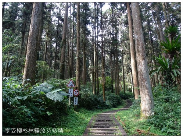 溪頭/山芙蓉之旅712621