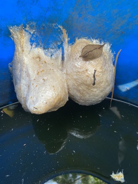 20250322南投松柏坑山-大棚山2745855