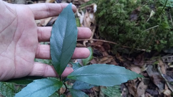 北坑山大板根東洗水山盡尾山東北峰2701693