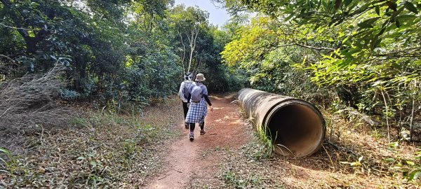 2024/12/28-蓮華山古道群：飛龍步道、進香古道、採茶古道、載熙古道2678897