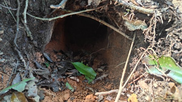 田良井山六連峰(屏東三地門) 探勘初體驗2025年3月9日2731532