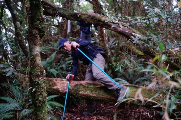新竹關西鎮 水田林道之貴妃&那結山連走1539724