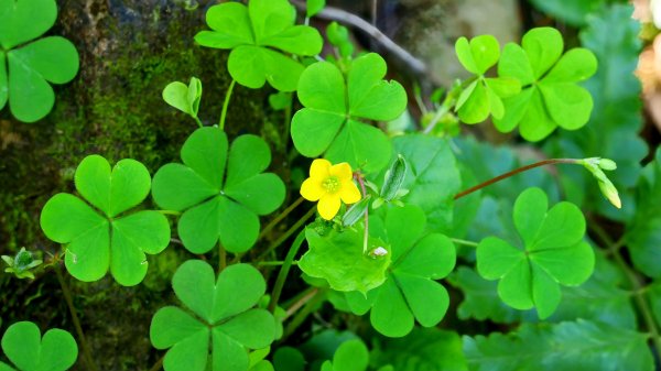 紫花酢醬草2739934