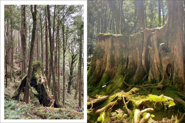 【谷關七雄】八仙山主峰步道2894883