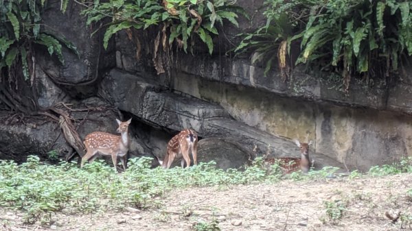 木柵動物園2322096